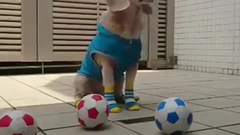 Best short funny dog video