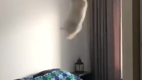 I'm gonna swing from the chandelier | Cute cat