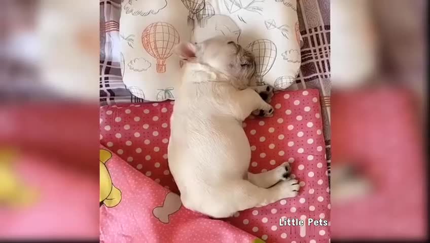 Baby Dogs Cute and Funny Video Compilation | Funny Animal Life