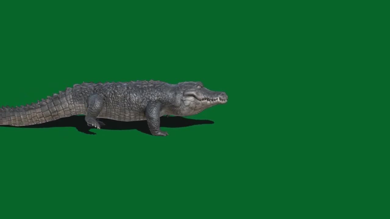 Crocodile_Green_Screen_Effect