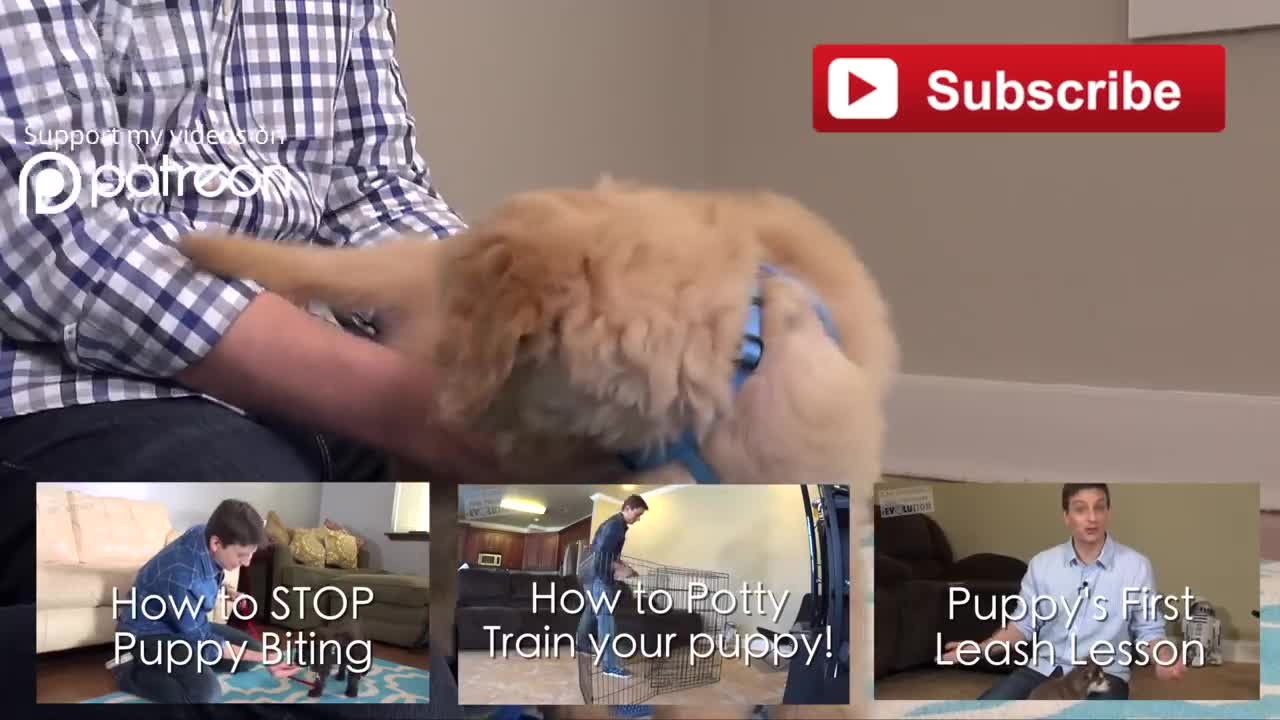 3 Easy Things to Teach puppy