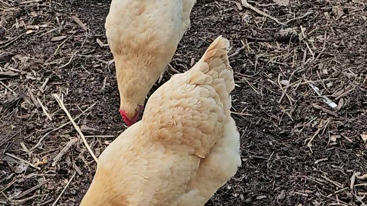 OMC! Chicken farts @ 0:43 Listen Carefully!