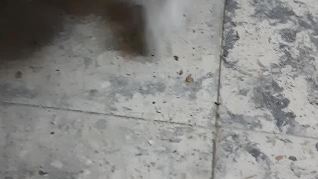 Maria Play With Cockroach