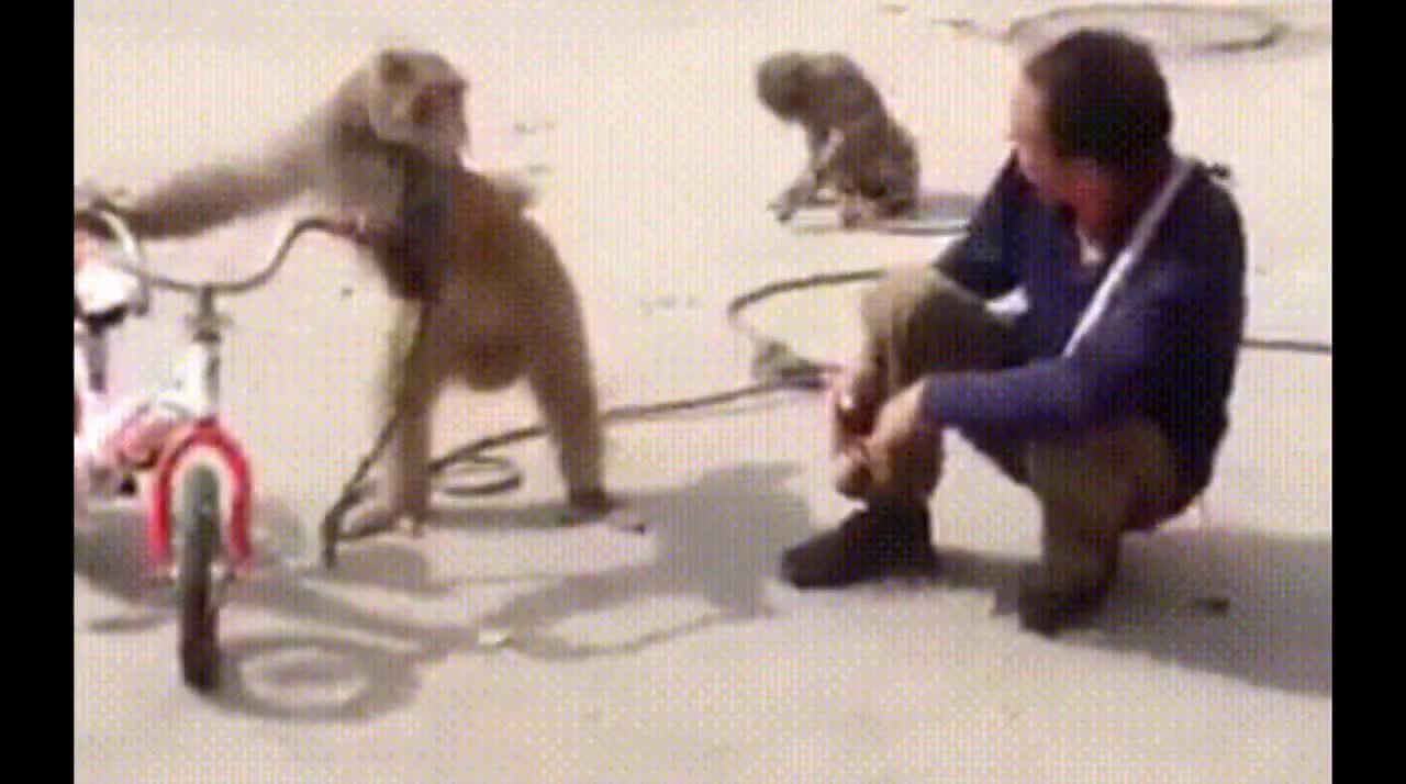 FUNNIEST MONKEY FUN