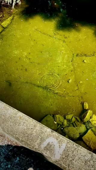 A little creek on my walk