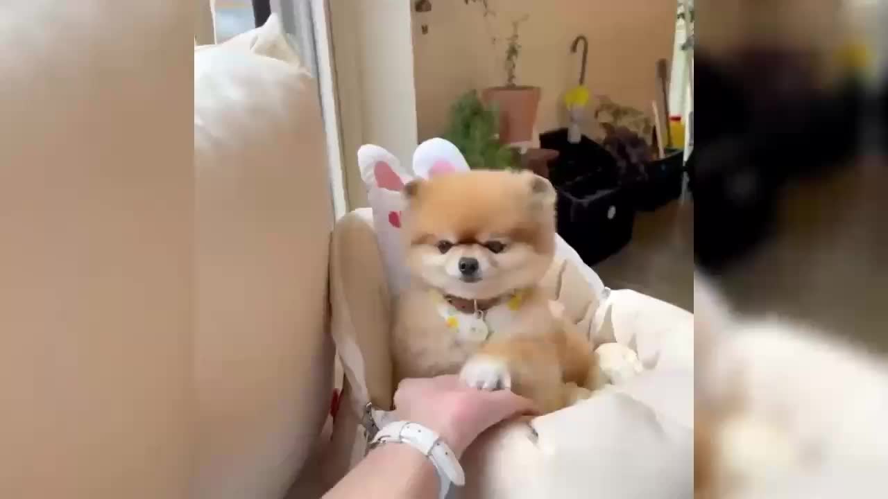 A weird, cute little pet