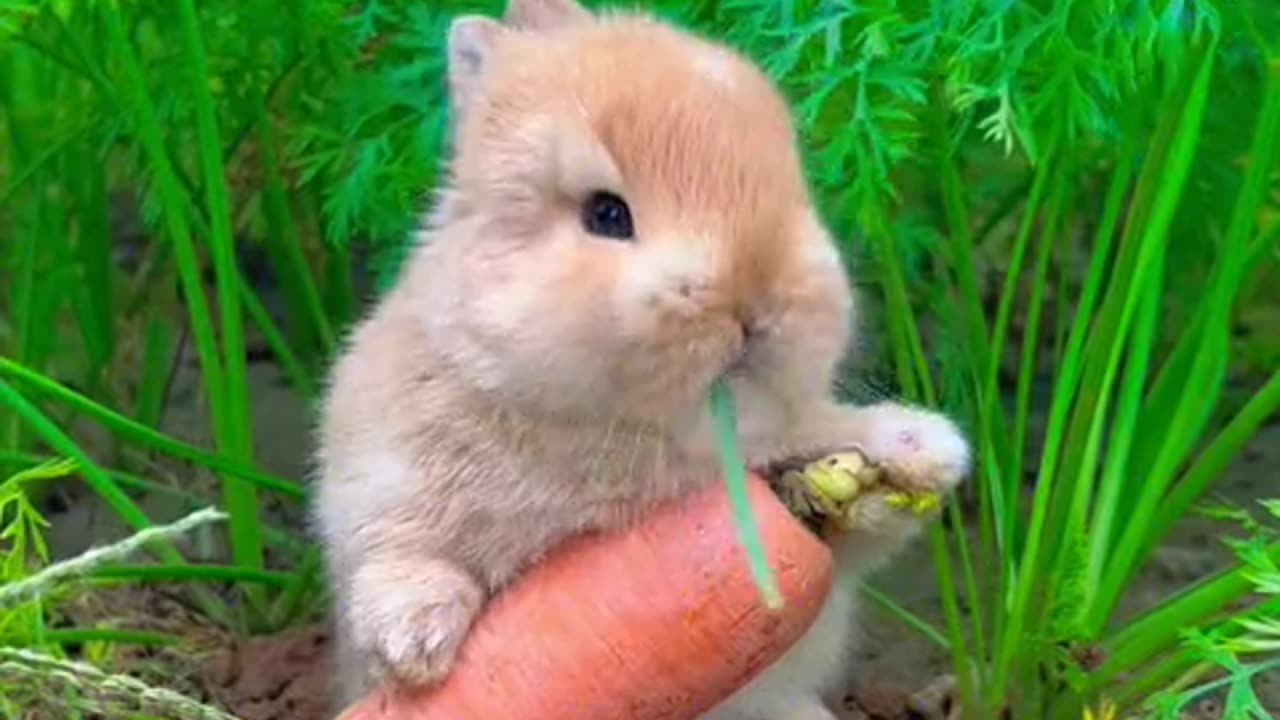 The little bunny grew up while eating.