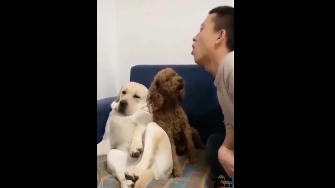cute pets