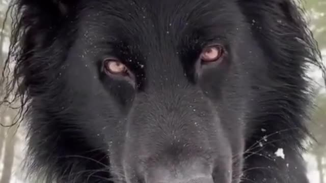 Wow very beautiful dog 😍😍😍