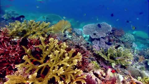 No fine sand,, and no forest. At first glance, it can be said to be a rare coral kingdom.