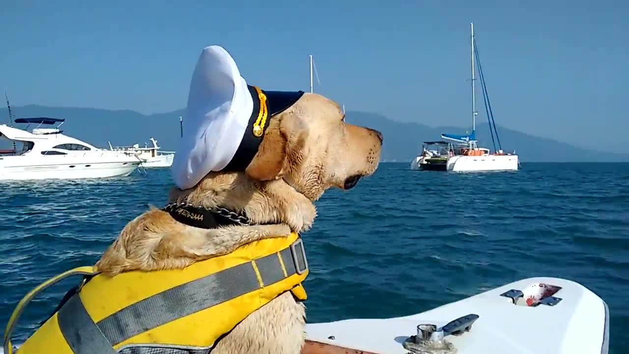 Golden Retriever wants to be captain of the boat