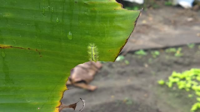 This is a poisonous worm