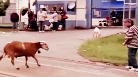 Funny Animals Videos Rumble_ Funny Videos of Animals -GIRLS ATTACKED BY ANIMALS!!!
