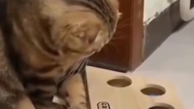 Extremely confused funny cat #shorts