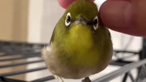 Cute Little Bird Chilling Out #shorts #shortsvideo #video #viral