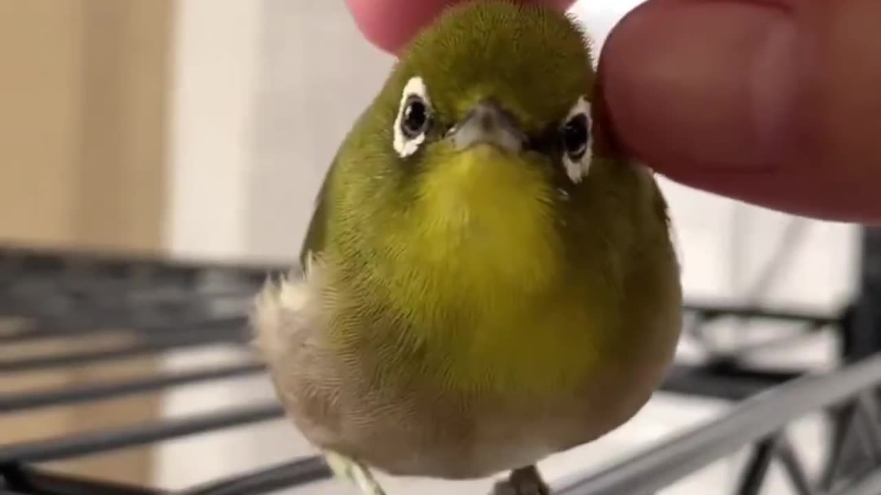 Cute Little Bird Chilling Out #shorts #shortsvideo #video #viral