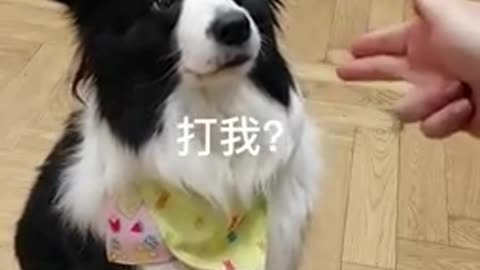 Dog funny video