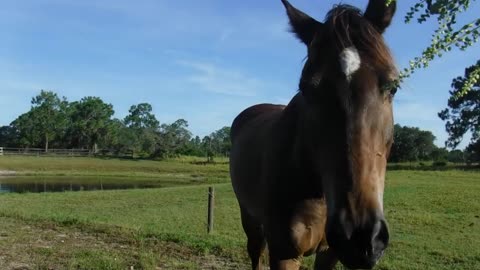 Murdock The Wild Mustang