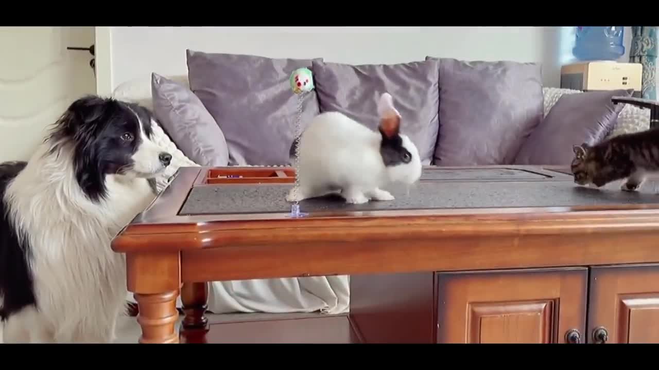 Dog and Bunny are Super Excited to Meet their Kitty Friend # 10