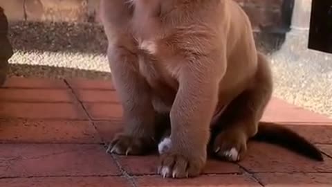 Cute Puppy Roaring