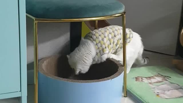 A cat obsessed with cotton swabs.