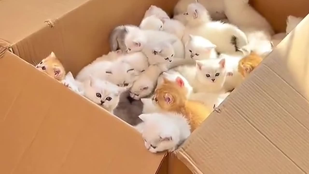 BOX OF CUTNESS KITTENS