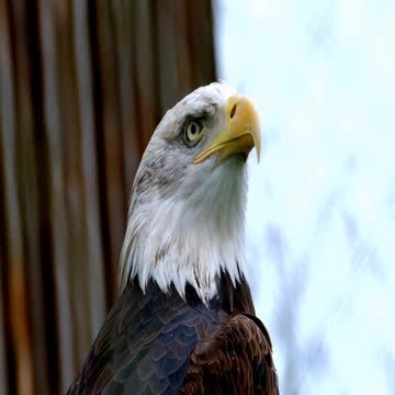 Joe Biden in the Animal Kingdom