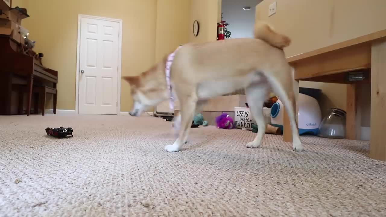 Puppy Video