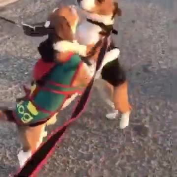 2 cute doga hugging each other aww dogs are so cute