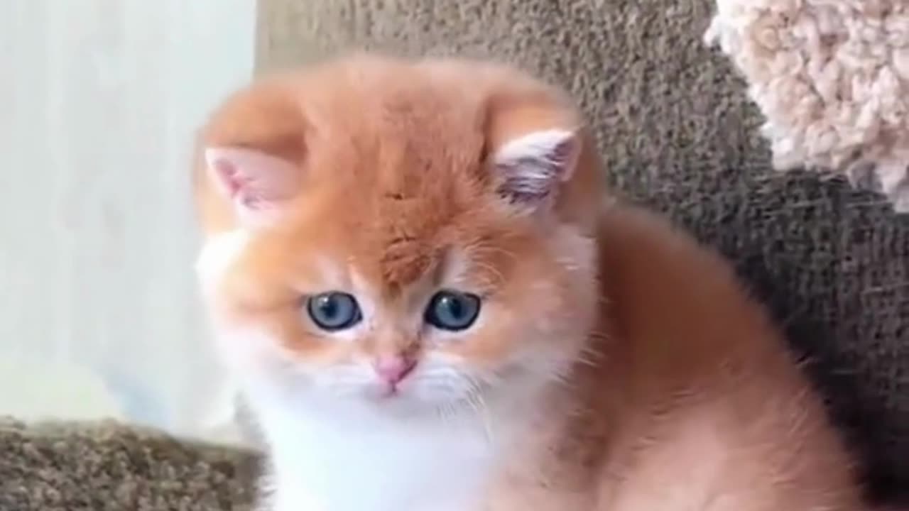 Cute Cats & Funny Cats 😍😍😅😅 #shorts #cats #viral #mmvcats