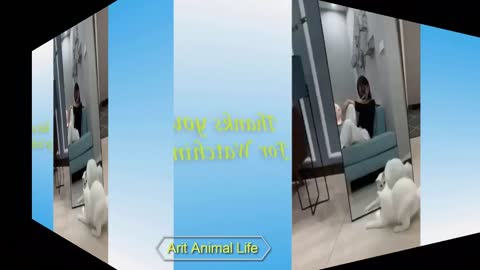 Cat Animals in Mirrors Hilarious Reactions Compilation - Funny Animal Videos 2021