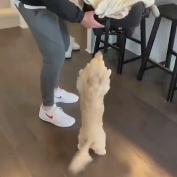 This dog is So Excited for the Baby