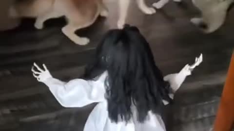 Fantastic and funny video 🐶😘🥳