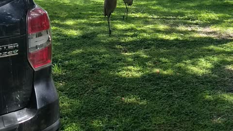 Feeding the dinosaur cranes