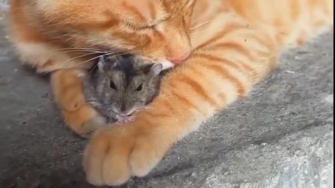 Tom & Jerry in real life!