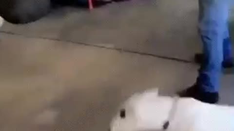 This dog has got the moves