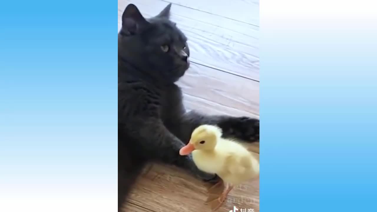 Funniest Pets rsrs