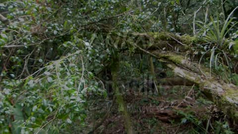 Brazilian fauna of the country MORCEGO SILVESTRE wild animal brazil