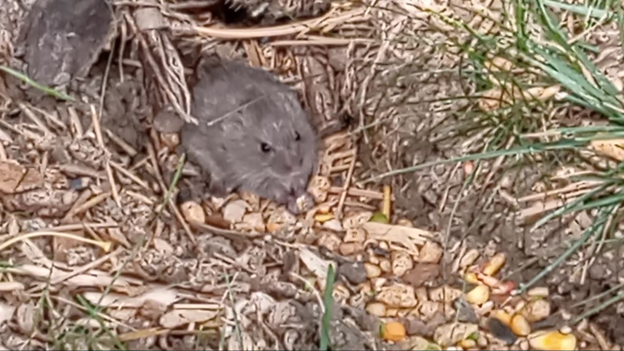 🥰 Wild Baby Gerbil (Vole) Makes A Star Appearance!