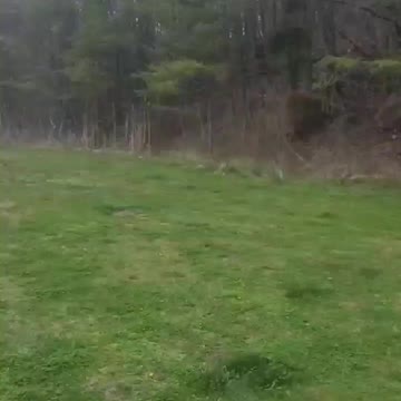 Cookie chronicles. Fetch