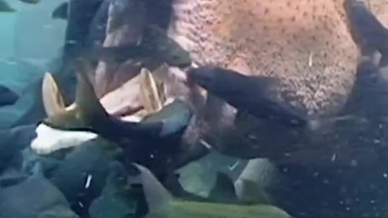 Hippo biting fish. Fish cleaning hippos mouth