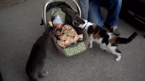 Cat meets newborn baby !