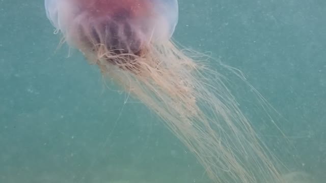 Jelly Fish Hanging Close To Shore