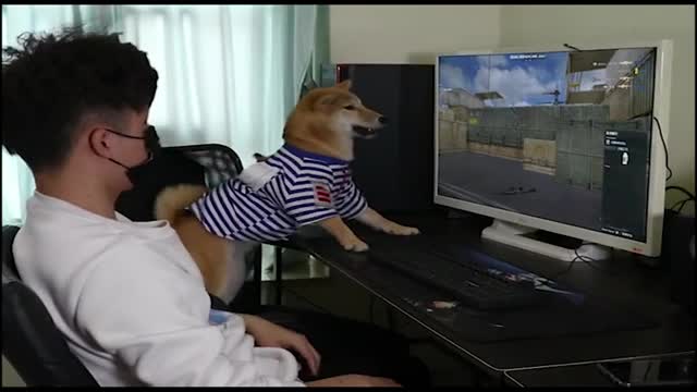 Funny dog playing pc game