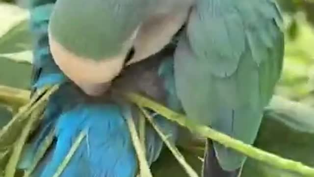 Lovely Parrot 🦜| Animals🐵🐔🐶🐷 #Shorts