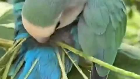 Lovely Parrot 🦜| Animals🐵🐔🐶🐷 #Shorts