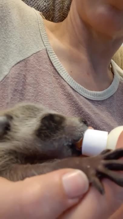Koopur-our pet raccoon-Yummy in the tummy!