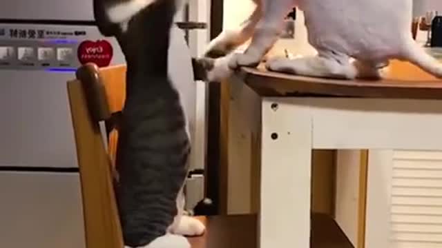 Funny cats and dogs video compilation 2022