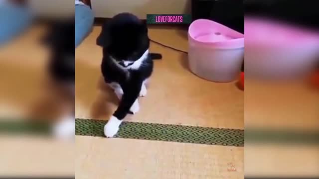 cute cat got pranked 😍 😂 !!!