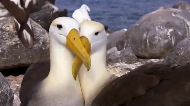 Mating games of albatrosses